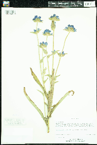 Campanula cervicaria image