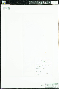 Campanula aparinoides image