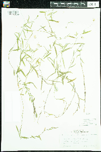Campanula aparinoides image