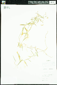 Campanula aparinoides image