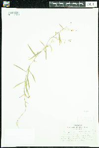 Campanula aparinoides image