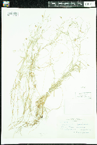 Campanula aparinoides image