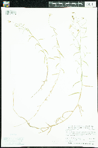 Campanula aparinoides image