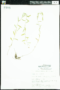 Campanula aparinoides image
