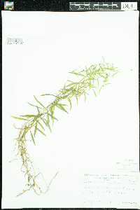 Campanula aparinoides image
