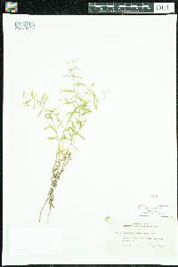 Campanula aparinoides image