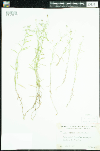Campanula aparinoides image