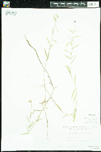 Campanula aparinoides image