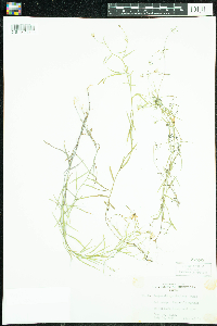 Campanula aparinoides image