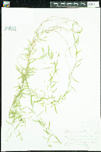 Campanula aparinoides image