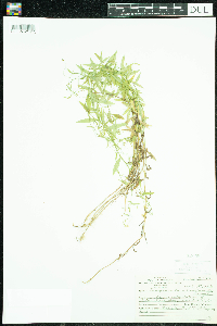 Campanula aparinoides image
