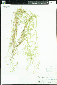 Campanula aparinoides image