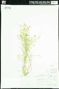 Campanula aparinoides image