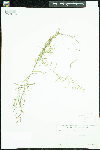 Campanula aparinoides image