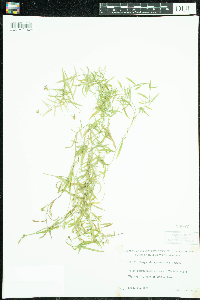 Campanula aparinoides image