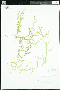 Campanula aparinoides image