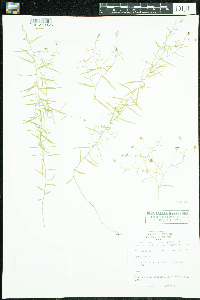 Campanula aparinoides image