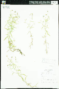 Campanula aparinoides image