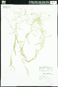 Campanula aparinoides var. grandiflora image