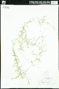 Campanula aparinoides image