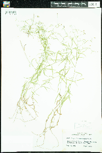 Campanula aparinoides image