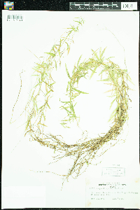 Campanula aparinoides image