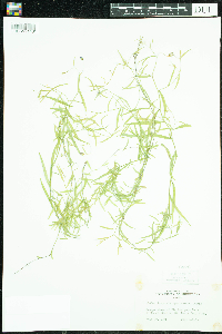 Campanula aparinoides image
