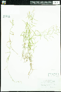 Campanula aparinoides image