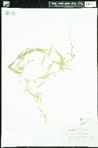 Campanula aparinoides image
