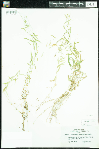 Campanula aparinoides image