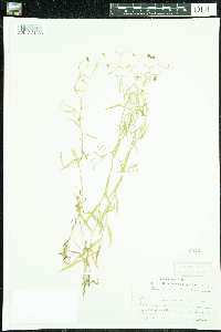 Campanula aparinoides image