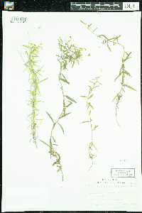 Campanula aparinoides image
