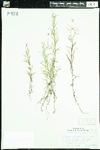 Campanula aparinoides image