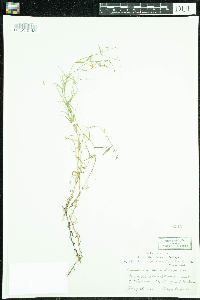 Campanula aparinoides image