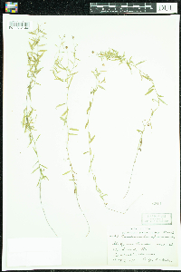 Campanula aparinoides image