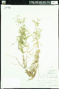Campanula aparinoides image