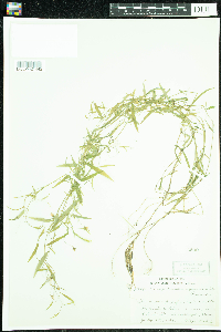 Campanula aparinoides image