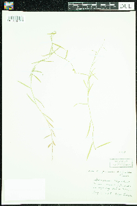 Campanula aparinoides image