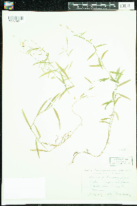 Campanula aparinoides image
