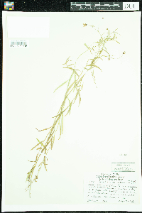 Campanula aparinoides image