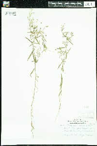 Campanula aparinoides image