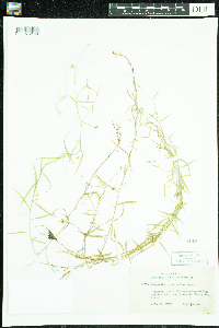 Campanula aparinoides image