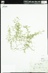 Campanula aparinoides image