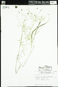 Campanula aparinoides image