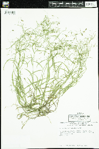 Campanula aparinoides image