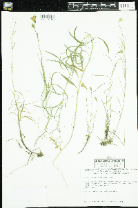Campanula aparinoides image