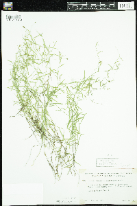 Campanula aparinoides image