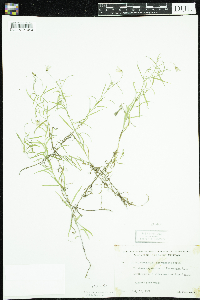 Campanula aparinoides image