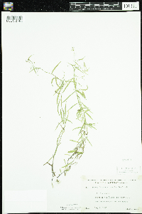 Campanula aparinoides image