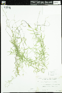 Campanula aparinoides image